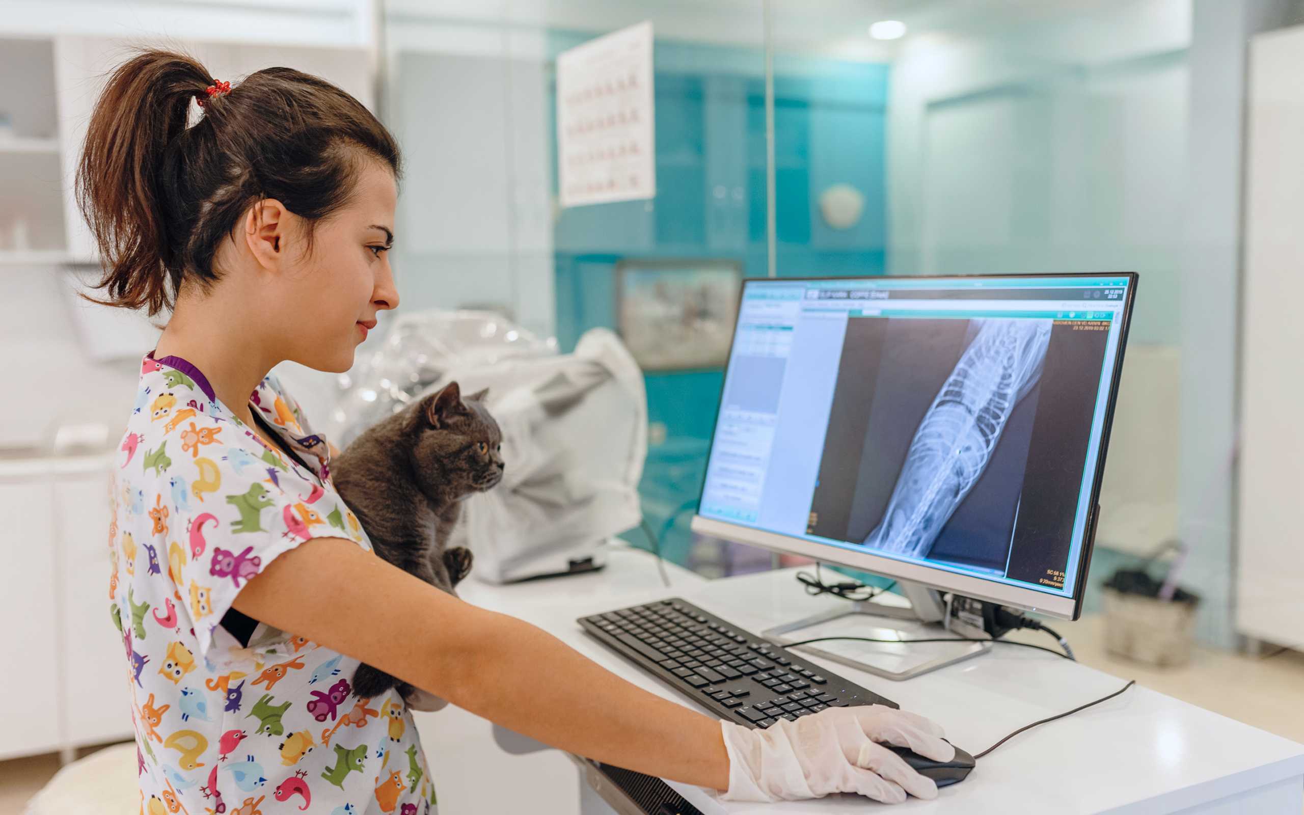Vétérinaire tenant un chat et regardant l'écran avec les dossiers des patients